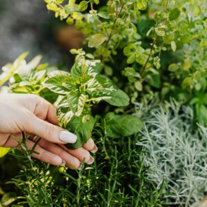 Permaculture Test Products